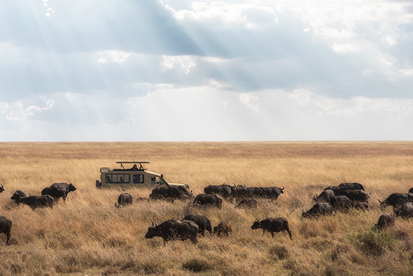 Safari nei più bei parchi della Tanzania