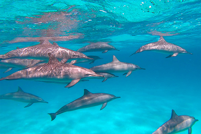 Dolphins